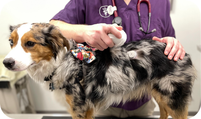 GluCurve CGM attached to a dog
